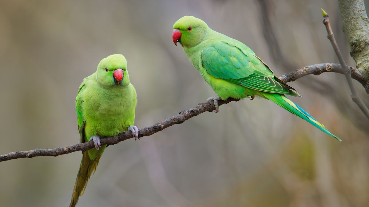 Kvůli změně klimatu se v Česku mohou zabydlet papoušci, říká ornitolog